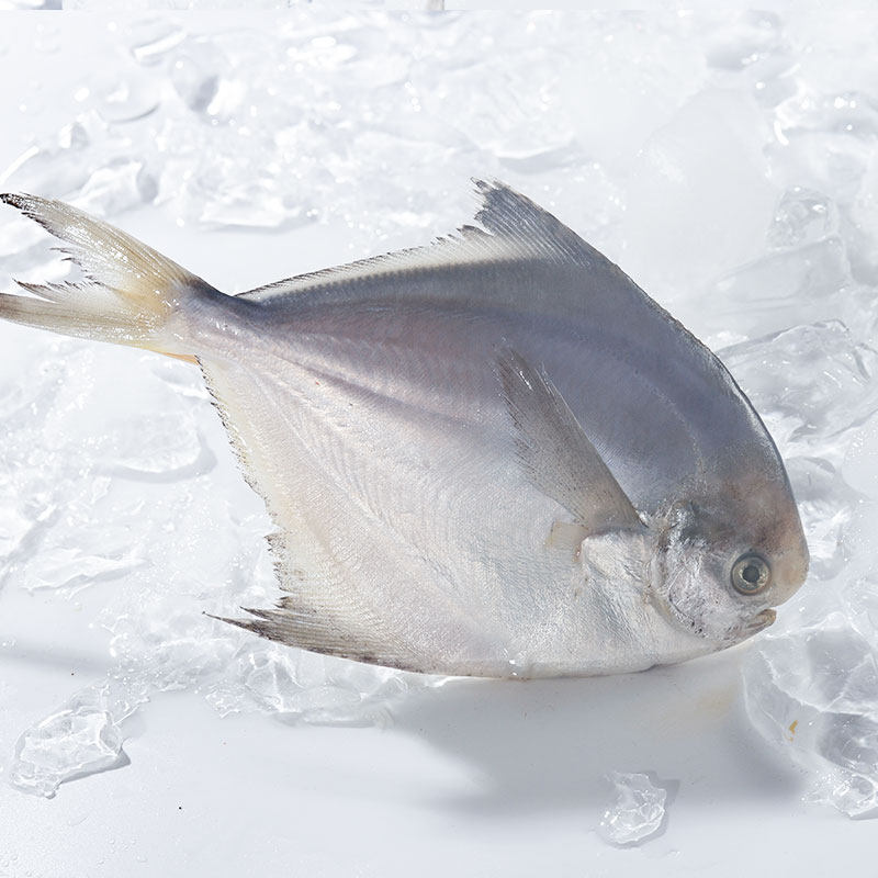 鲳鱼东山岛冻白鲜活新鲜活扁鱼白鲳鱼海鱼捕深野生海其它