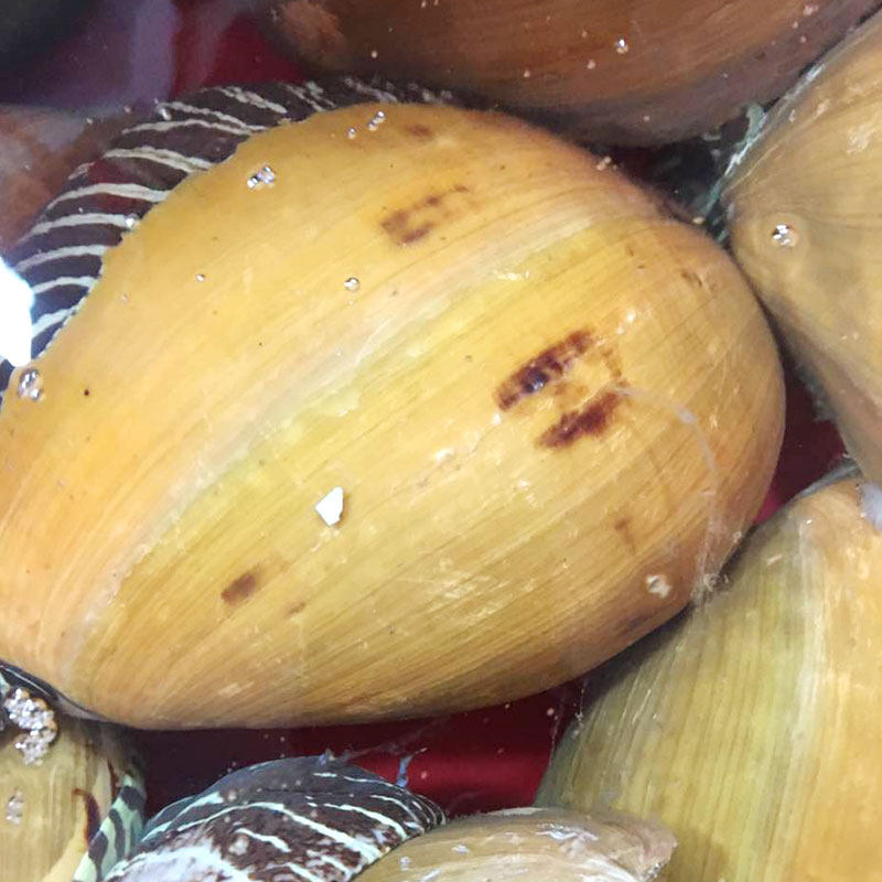 海鲜海螺东山岛黄螺活冻大椰子涡螺水产木瓜大黄贝类制品