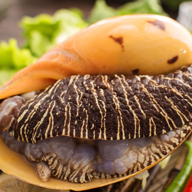 海鲜海螺东山岛黄螺活冻大椰子涡螺水产木瓜大黄贝类制品