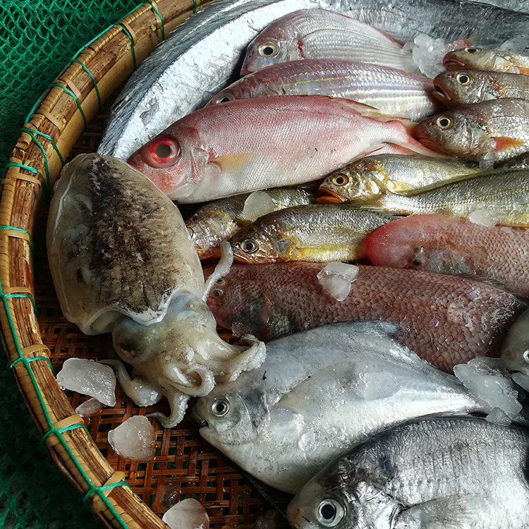 东海野生新鲜海杂鱼1500g 海鲜大杂烩石浦鲜活小海鲜江浙沪包邮