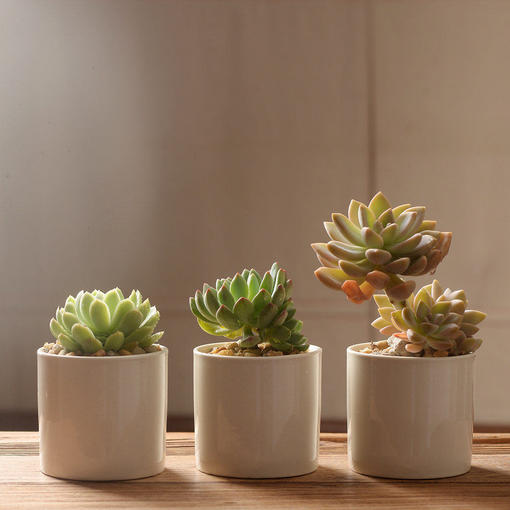 花盆香氏盆栽花卉绿植简约植物小盆4个盆多花盆