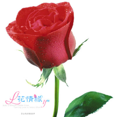 教师节1朵单支单只玫瑰花向日葵鲜花速递同城北京活动鲜花速递同城