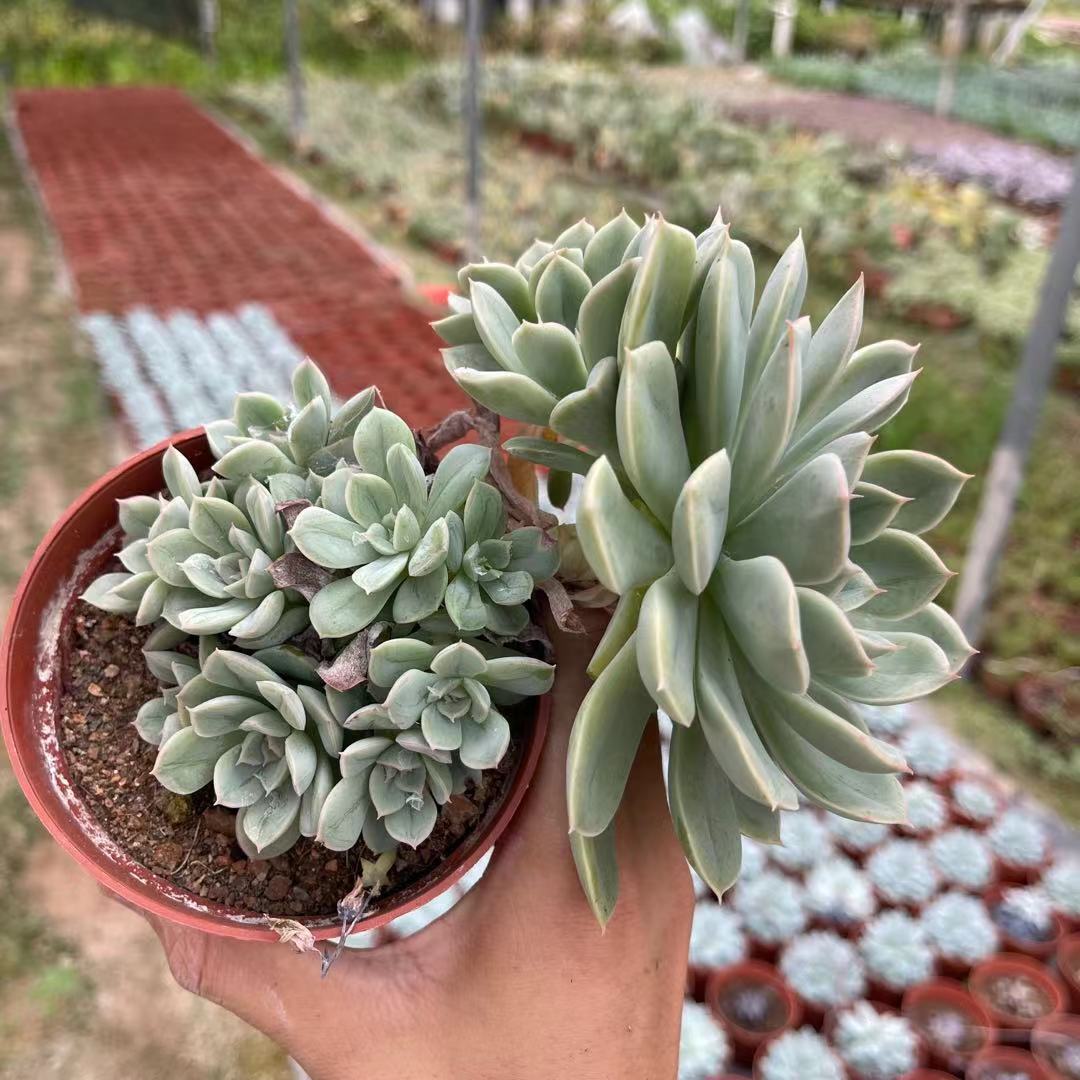 老桩包邮多肉植物月亮仙子子多悬崖造型办公室多肉植物