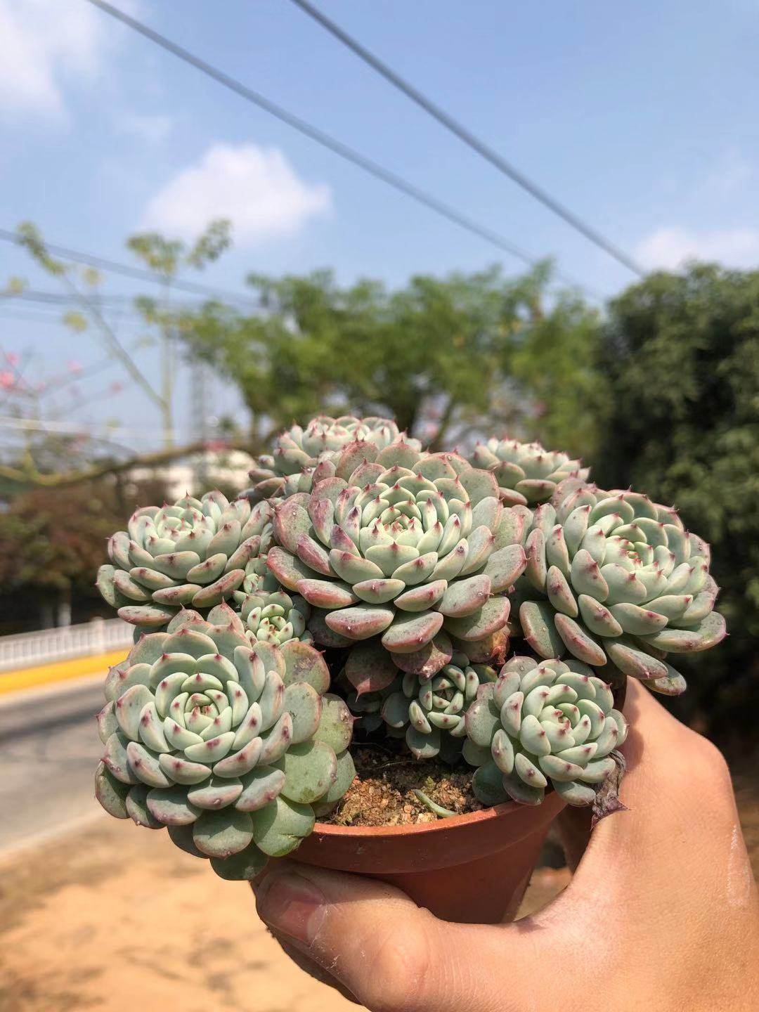 多肉白姬莲群生多头老桩新手萌肉室内花卉防辐射多肉植物