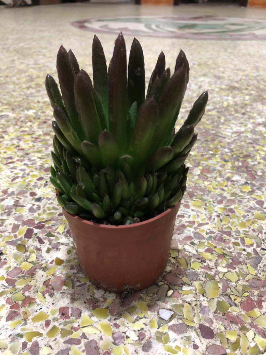 多肉秀女瓦松多浆植物观赏植物甲醛净化空气盆栽多肉植物