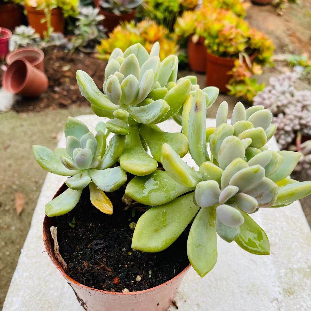 多肉包邮植物美人老桩群露养夏天好养趣味庭院多肉植物