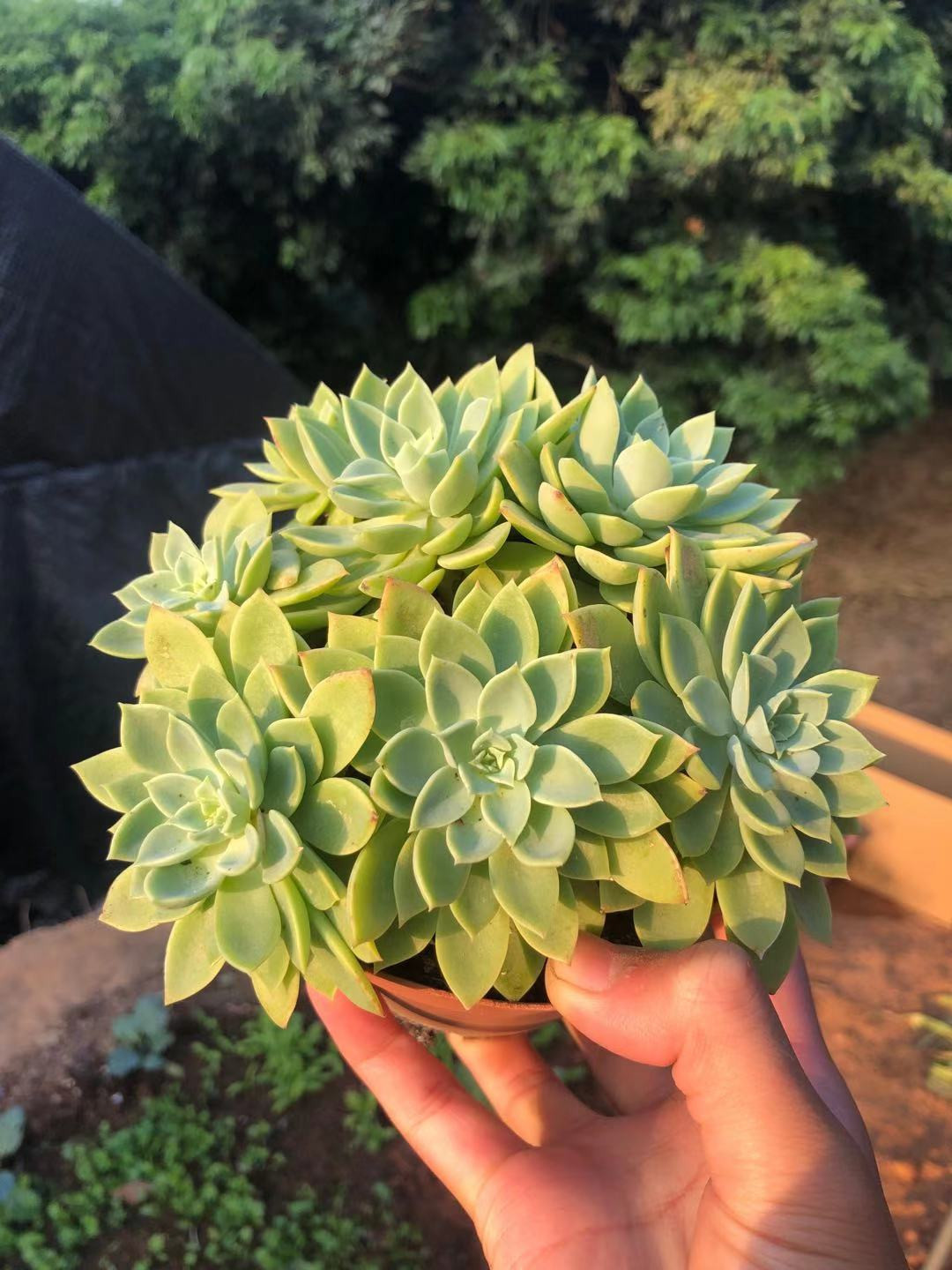 群生多肉惜花阁三色堇多植物多头老桩防辐射盆栽多肉植物