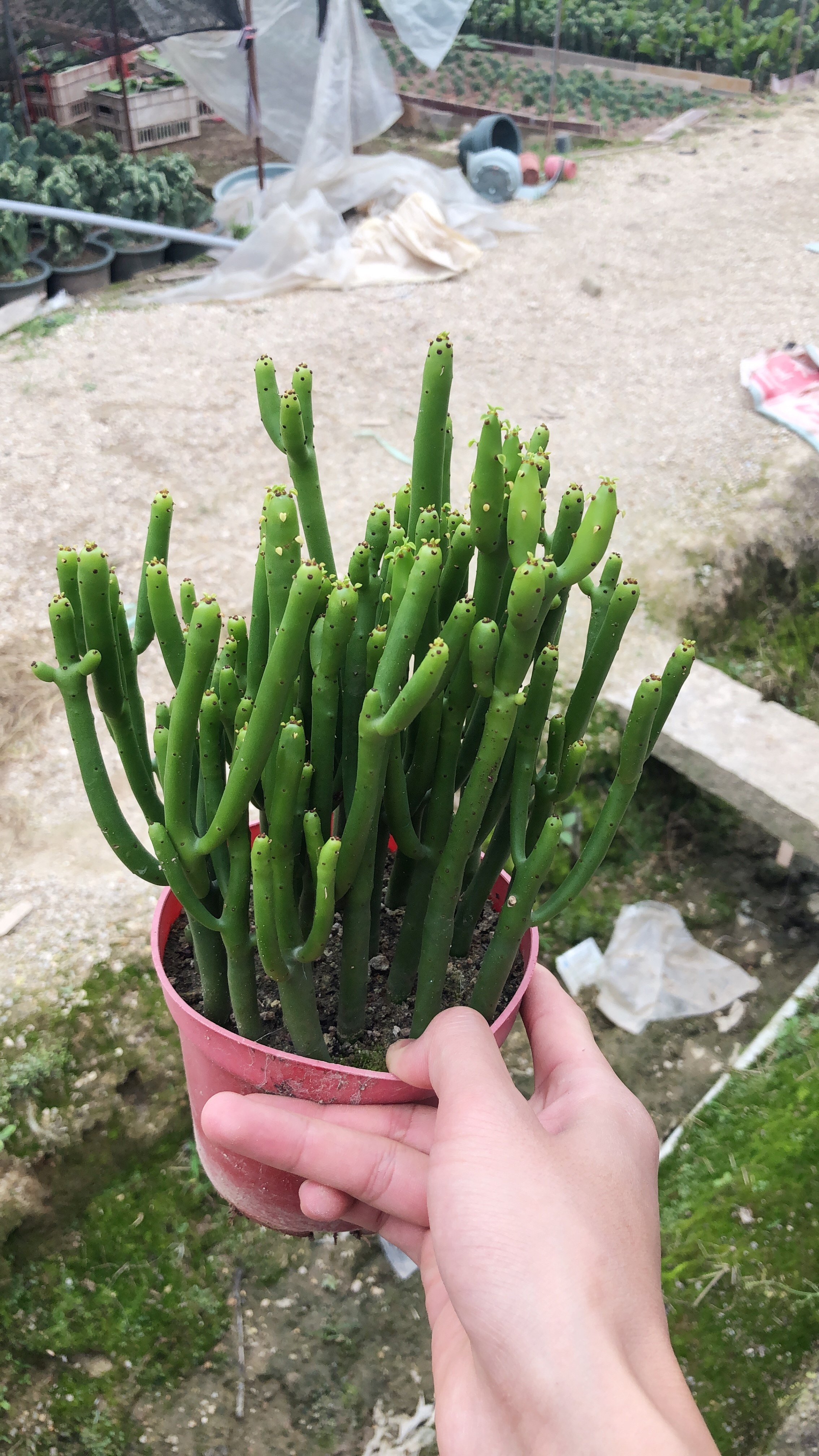 盆栽惜花阁多肉光棍珊瑚树仙仙人掌小盆办公室桌面多肉植物