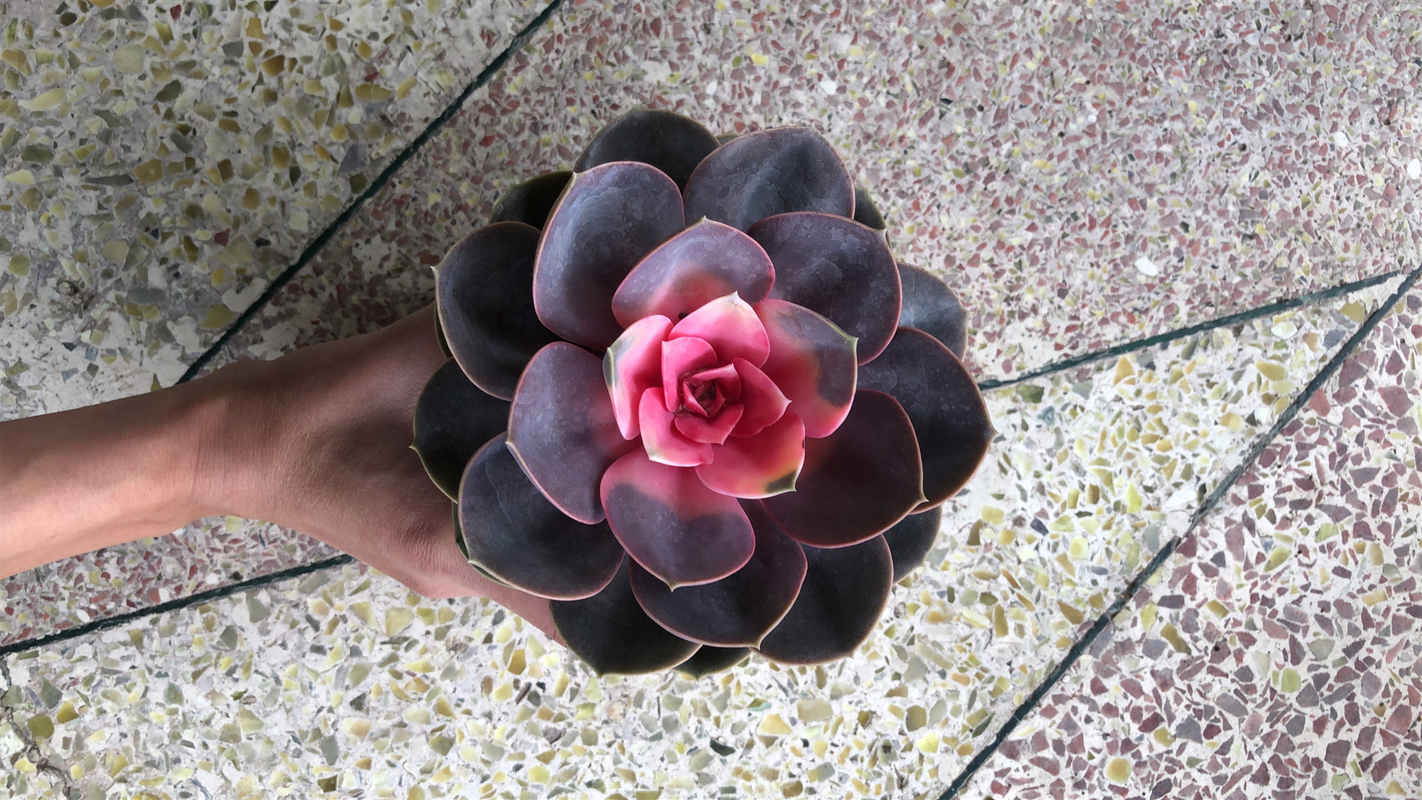 多肉植物佛座珍珠红心莲锦办公室阳台防辐射净空多肉植物