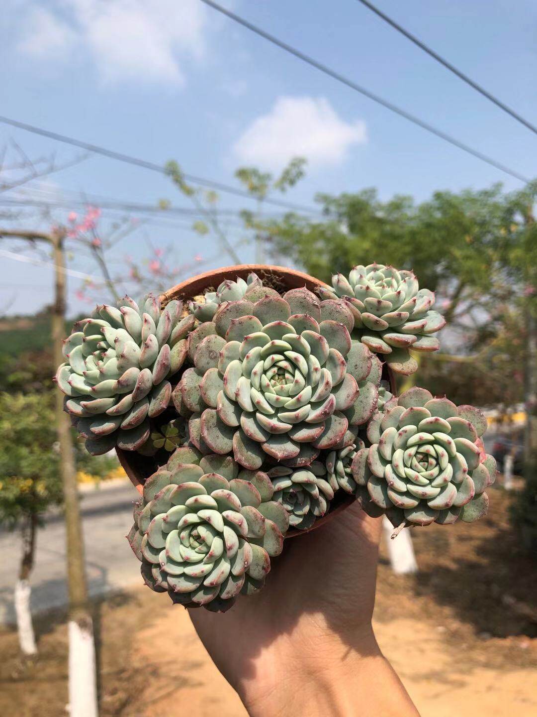 多肉白姬莲群生多头老桩新手萌肉室内花卉防辐射多肉植物