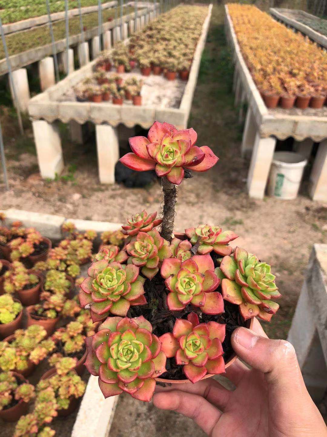 多肉植物蒂亚多头群生悬崖老桩办公室防辐射美观多肉植物
