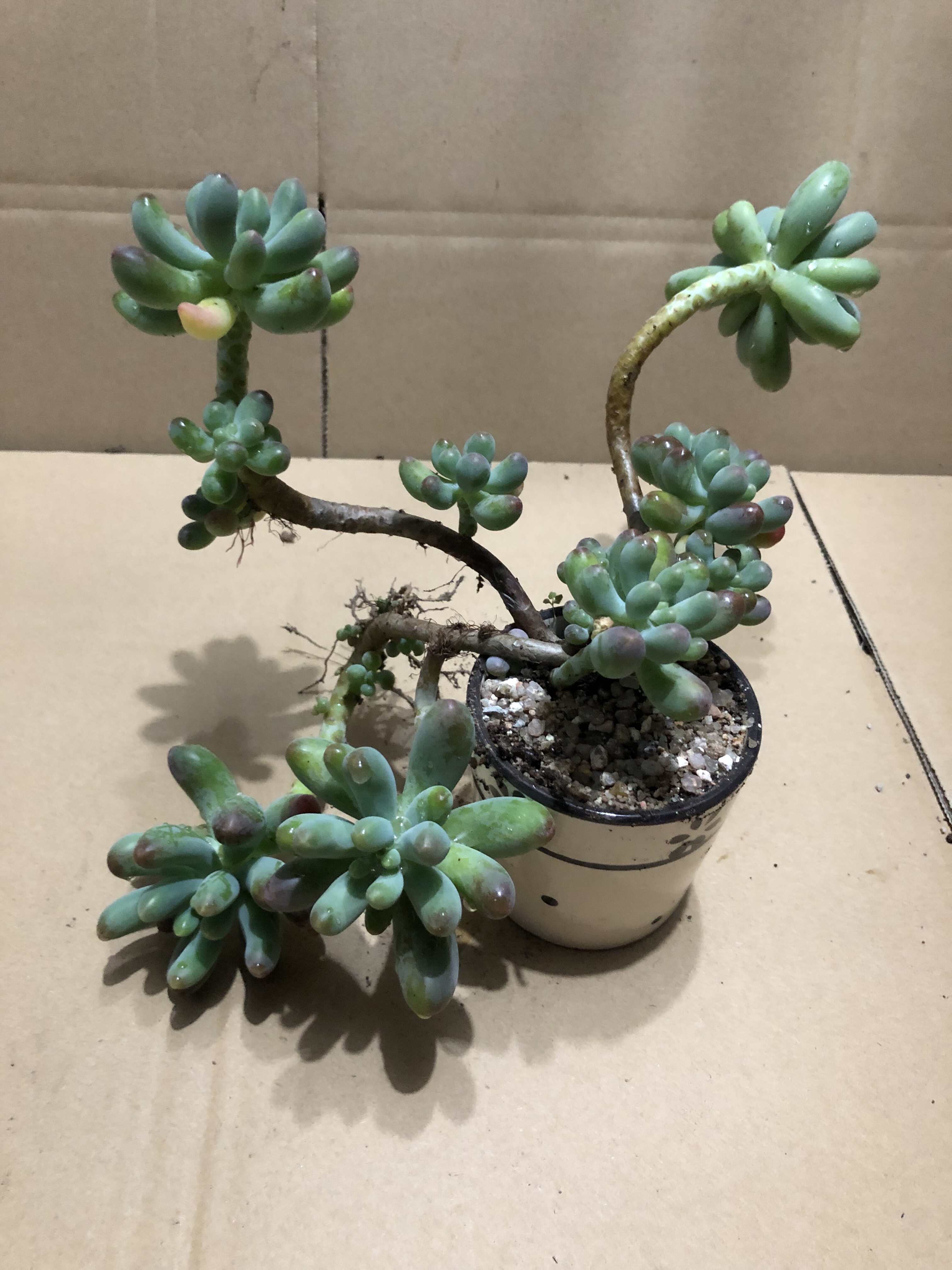 多肉乙女植物心多大老桩整桩悬崖多头新手多肉植物
