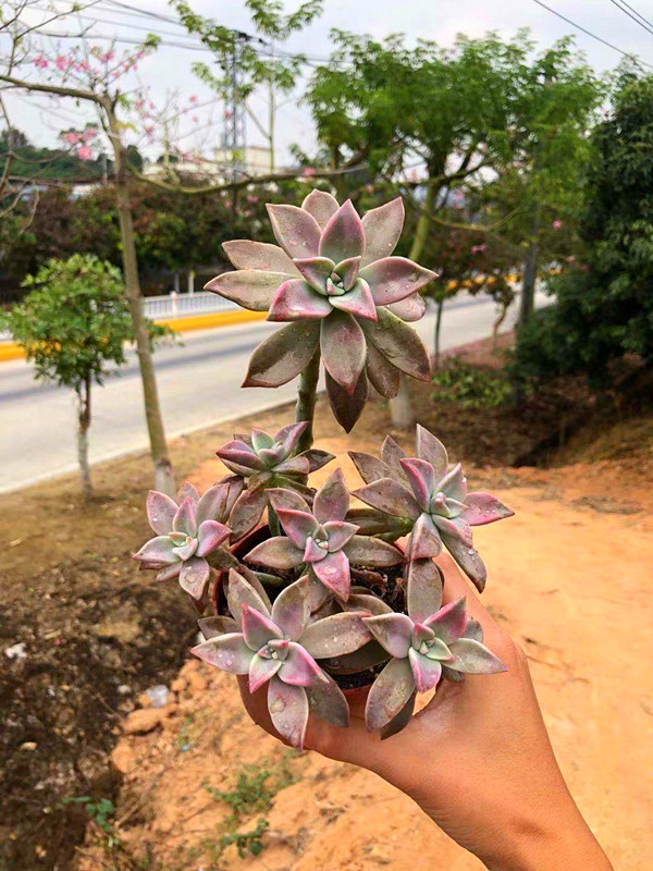 惜花阁多肉 韩彩莲多肉植物老桩悬崖室内防辐射美观多肉绿植盆栽 - 券