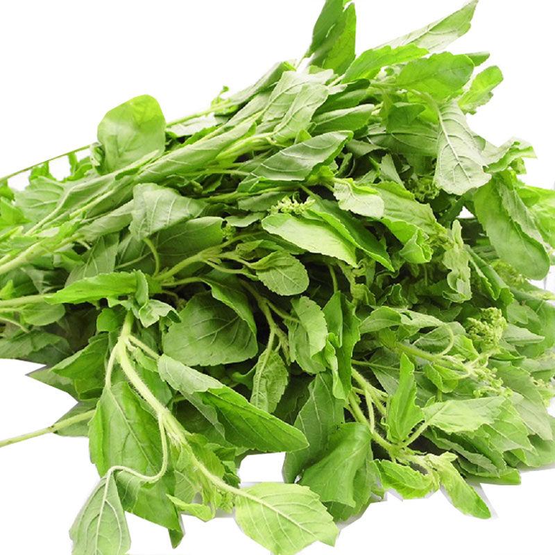 新鲜打抛叶padkrapao嘎甲塔抛叶泰国料理东南亚美食配菜kapaw