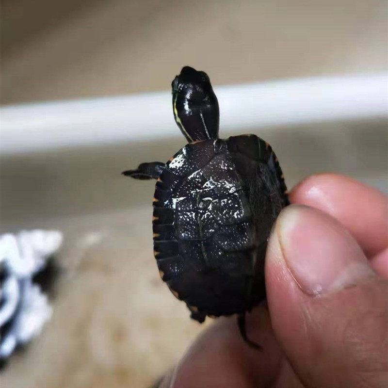 韶关种黑颈杂草一二三代龟苗乌龟家养龟观赏活体小乌龟宠物龟