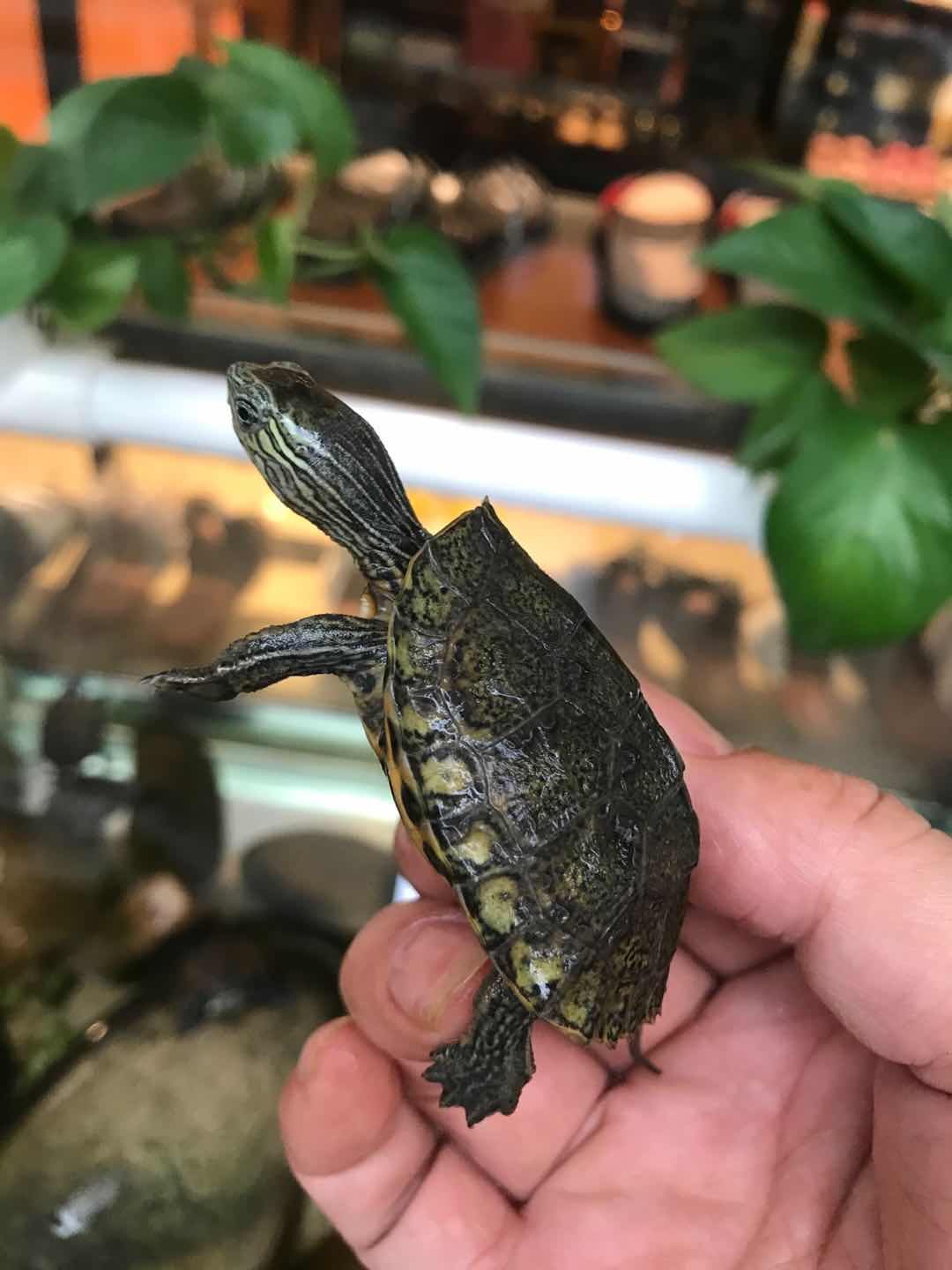 日本石龟杂花龟乌龟活体观赏龟日花杂日花苗日石龟