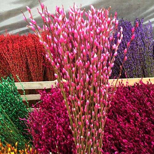 花卉柳真花鲜枝年宵彩色柳枝客厅水培富贵竹室内时令草本花卉