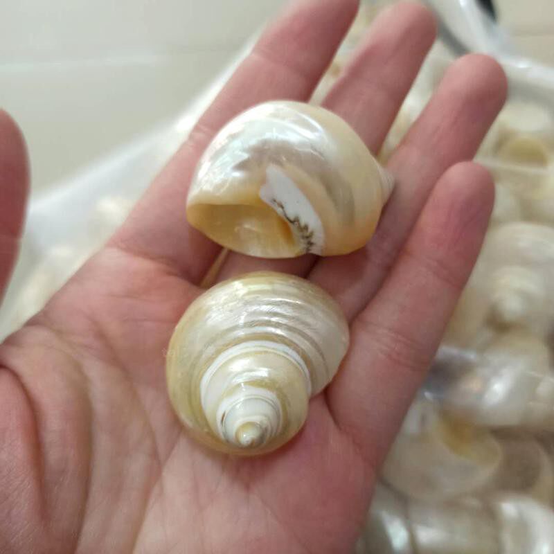 海螺贝壳海星之白蝾螺47厘米1个地台装饰收藏海螺