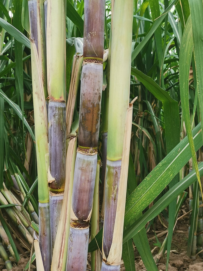 10斤装新鲜甘蔗农家特产水果青皮甘蔗结婚搬家绿皮甘蔗现砍现发