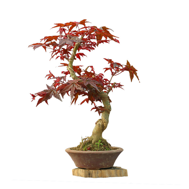 红枫盆景日本老桩红舞三季客厅阳台绿植