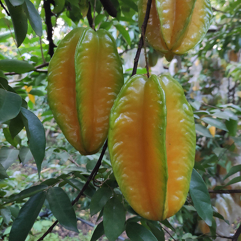 特大广州杨桃新鲜水果包邮5斤孕妇清甜广东杨桃