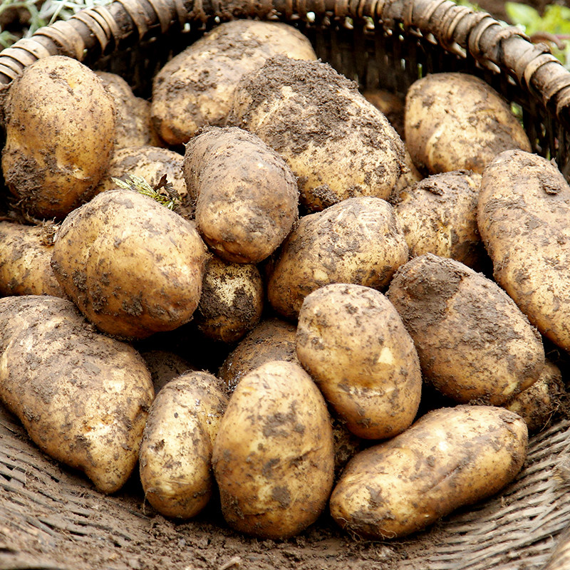 贵州特产 毕节黄心洋芋土豆2020农家新洋芋现挖马铃薯洋芋8斤包邮