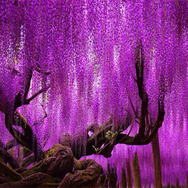 多花紫藤萝花苗树苗爬藤凌霄花树苗屋顶盆栽花园围墙庭院攀援植物