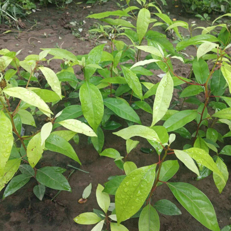 香樟树种子新采收采收大叶小叶净籽林木香樟绿化家庭园艺种子