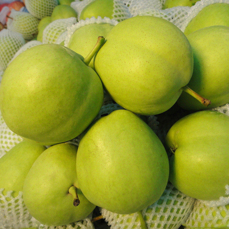 山东阳信酥梨青皮脆梨爆汁当季农产农产品品大梨
