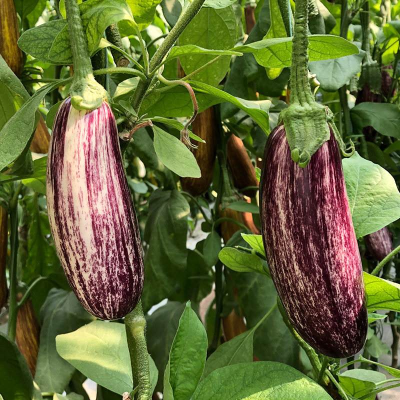 泰国竹丝长茄种子盆栽四季肉质嫩花蔬菜种籽家庭园艺种子