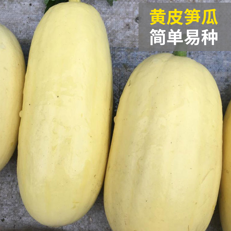 黄皮高产菜种蔬菜吊瓜四季秋季春秋种籽瓜角家庭园艺种子