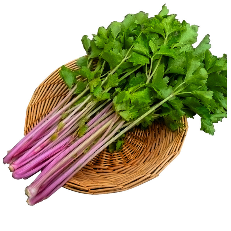 芹菜野生种子脆嫩香味味浓贵族彩芹花盆大田家庭园艺种子