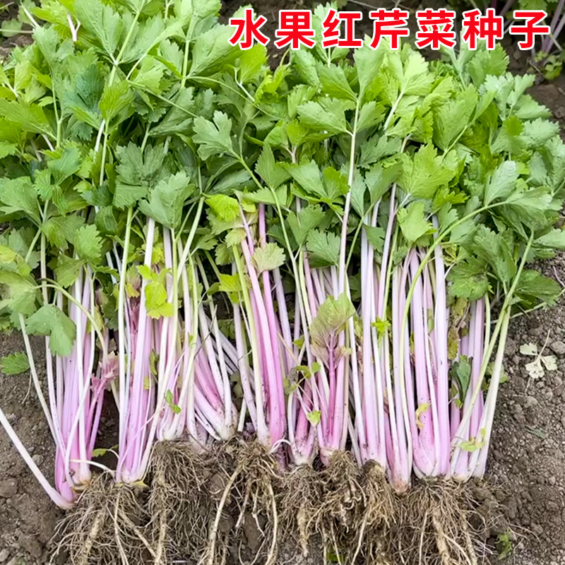 野生红芹菜种子脆嫩香味浓贵族芹菜彩芹花盆大田春季秋季四季播