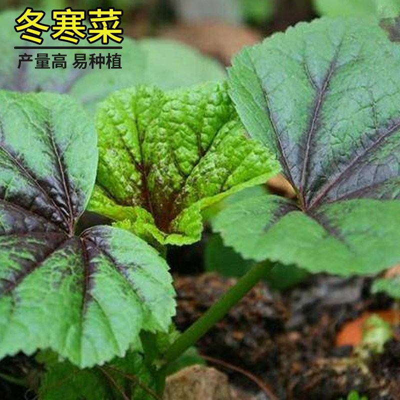 冬寒夏冬青菜菜籽蔬菜籽种四季春夏菜种钙菜家庭园艺种子