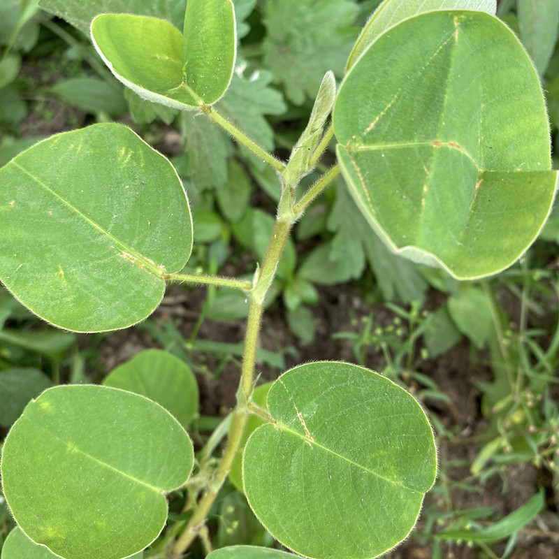 金钱广西大叶野生新鲜泡水茶广当季新货中药材广金钱草