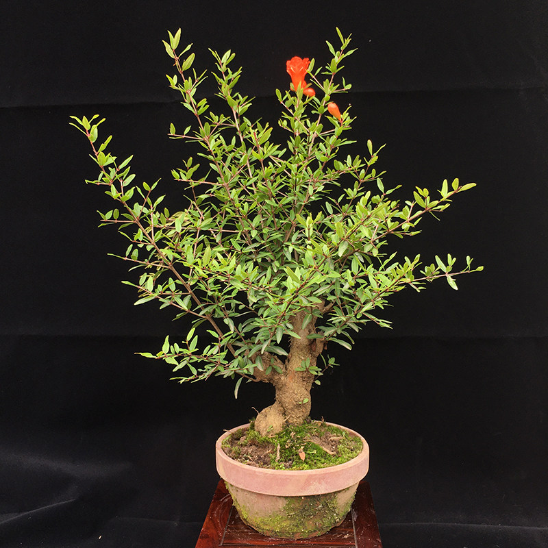 石榴日本小叶盆栽小老桩桌面盆景开花结果观赏绿植绿植
