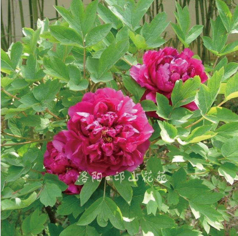 花苗乌龙捧盛品种洛阳牡丹观赏重瓣大花盆栽花卉