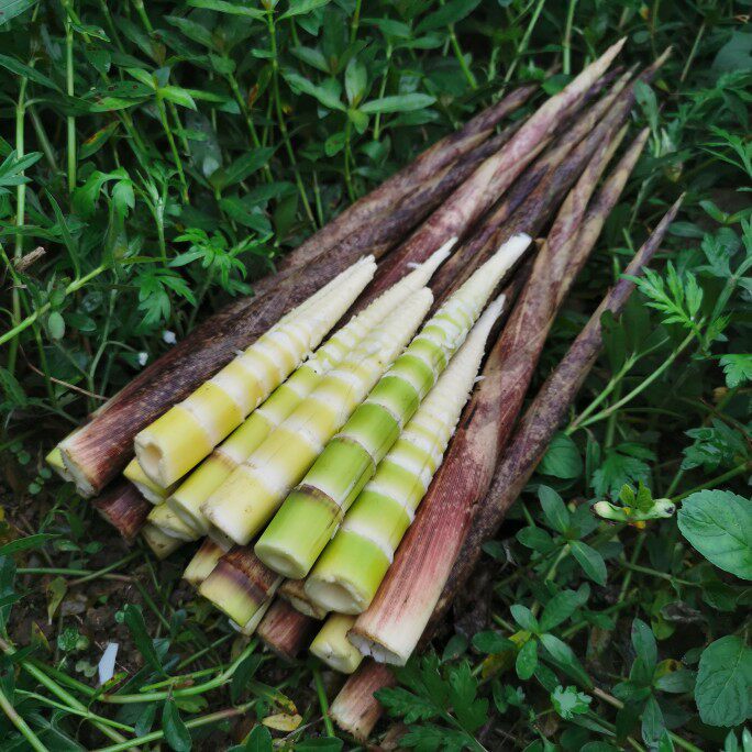 云南昭通彝良新鲜竹笋笋尖野山天然脆嫩笋子腌制