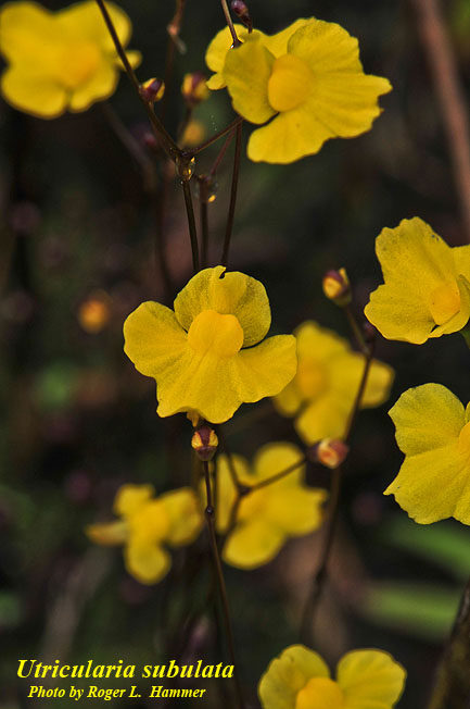 尖叶狸藻细叶黄花水生陆生雨林造景水陆缸耐绿植