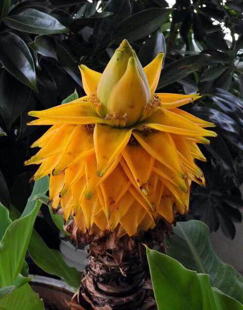 地涌金莲千叶佛莲宝莲灯千瓣莲花趣味绿植包邮绿植