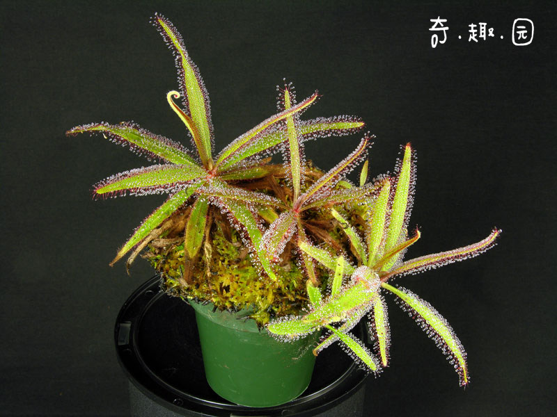 阿帝露茅膏菜毛毡苔捕虫能手驱蚊草吃蚊虫飞粘绿植