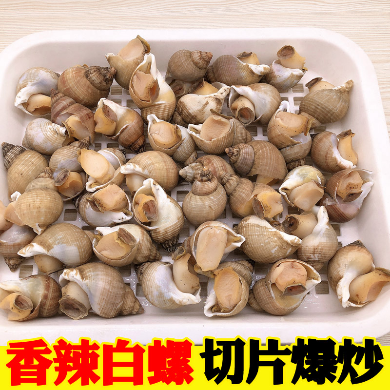花螺鲜活冷冻大花螺东风螺新鲜海螺大白螺海鲜水产贝类冰冻猫眼螺