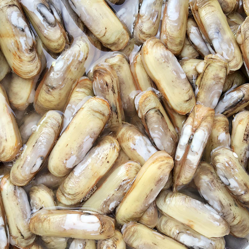 海鲜水产贝类鲜活蛏子新鲜蛏子野生双头蛏鲜活海蚬海贝连云港特产