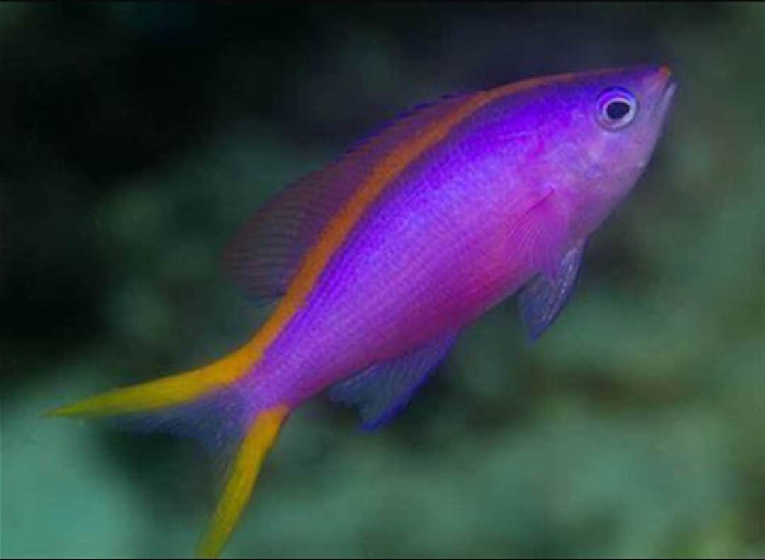 宝石万鱼紫罗紫罗兰兰海金鱼海水珊瑚缸群游紫鱼