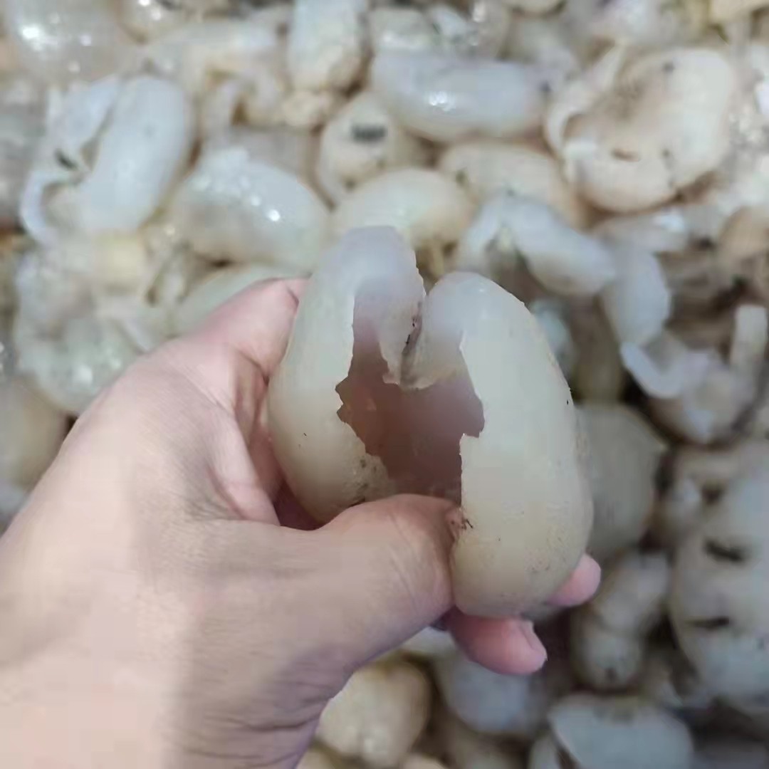 清水发白球参食用野生海参珍珠冷冻水产跳墙海参