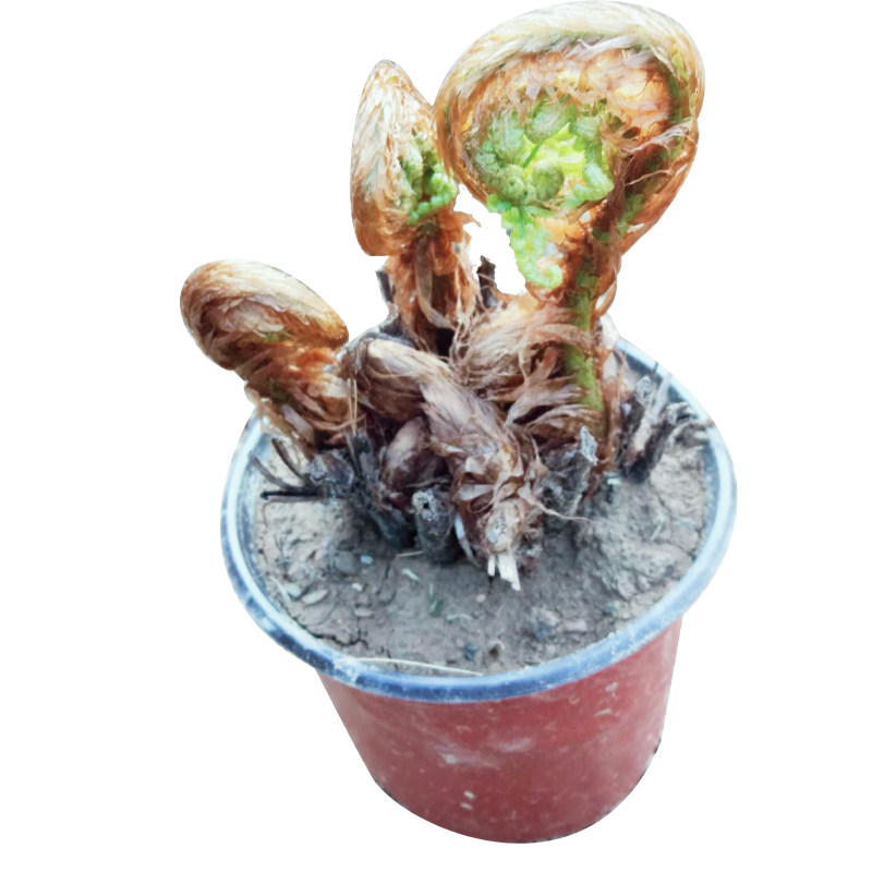 蕨类植物盆栽金鳞贯众蕨乌毛蕨鳞毛甲醛净化空气迷你绿植