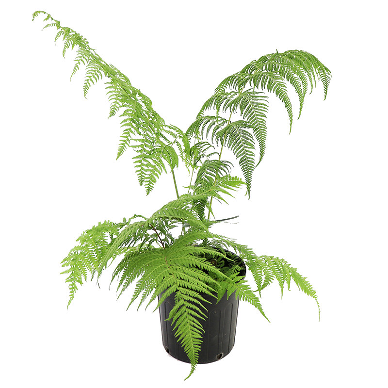 蕨类植物绿植盆栽室内耐阴造景块根禅意百搭大型绿植