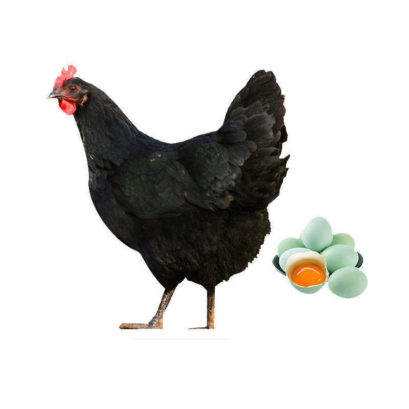 正宗母鸡老母草鸡山鸡子鸡土鸡月子孕妇活现生鸡肉