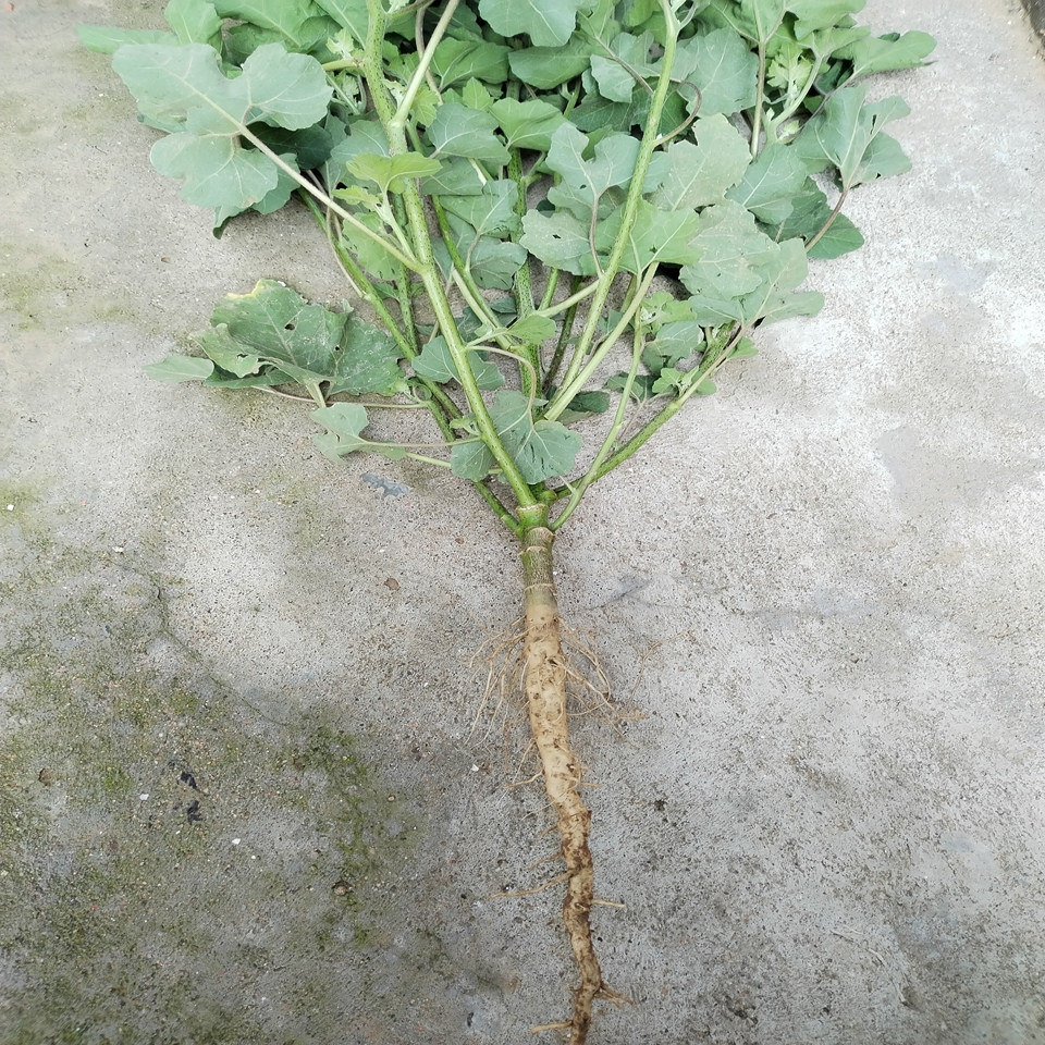 新鲜现采苍耳草整棵子叶苍耳叶中药材干货耳根500g其他药食同源食品