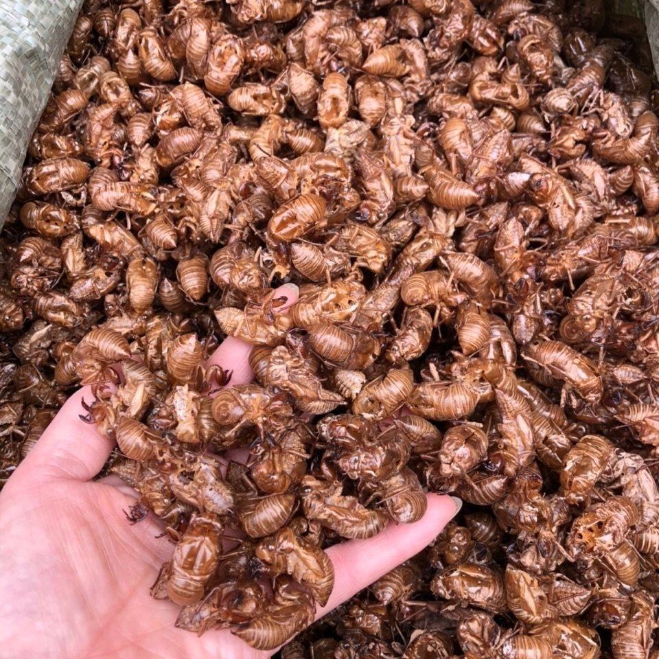 知了金蝉蝉蜕中药材干品无硫蝉衣爬叉皮虫蜕枯药膳养生汤料